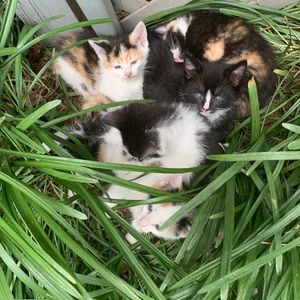 Meet your Posher, Allison